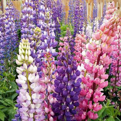 CWAN Russell Lupine Flower Seed(50 per packet)