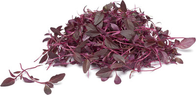 CYBEXIS TLX-7 - Red Spinach for Planting - (750 Seeds) Seed(750 per packet)