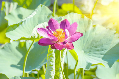 Nbtools lotus,kamal gatta Seed(14 per packet)