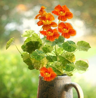 Aywal Nasturtium Seed(11 per packet)