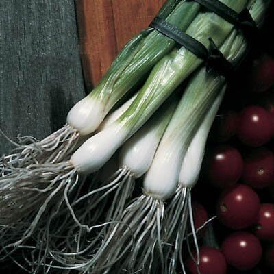 Qualtivate RES-5A Onion Southport Whiteing Seeds Seed(500 per packet)