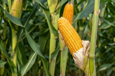 Kodali F1 Hybrid Corn Seeds Pack Of 54 Seed(54 per packet)