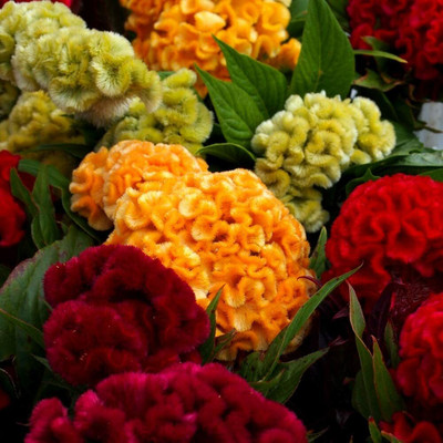 UGRA Cockscomb mixed Flower Seed(5 per packet)