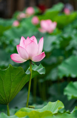 MSG lotus,kamal gatta Seed(11 per packet)