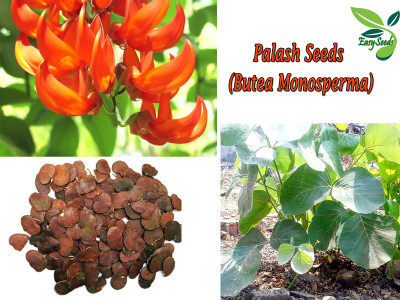EasySeeds Red Palash,Tesu,Flame of the forest,Butea Monosperma,Dhak Seed(100 per packet)
