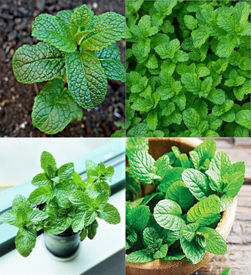 ibains Mint seeds for home gardening beez 26 Seed(26 per packet)