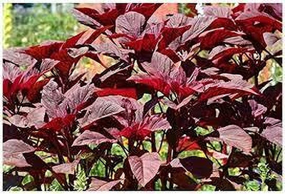 seedkart Laal Sag/ Red Spinach Seed(50 per packet)