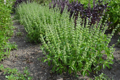 Qualtivate ATS-8 Basil- Mrs Burns Lemon seeds Seed(1000 per packet)
