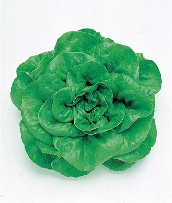 Qualtivate RES-4A Lettuce - Okayama Salad Seed(300 per packet)