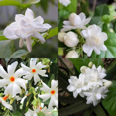 ibains Night jasmine plant seeds bij 7 Seed(7 per packet)