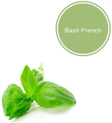 Qualtivate GBPUT-23 MARSEILLAIS DWARF BASIL Seed(1000 per packet)