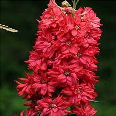 MAA Larkspur Seed(52 per packet)
