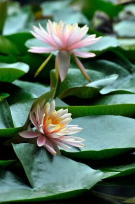 Vinayak Pestisides lotus,kamal gatta Seed(15 per packet)