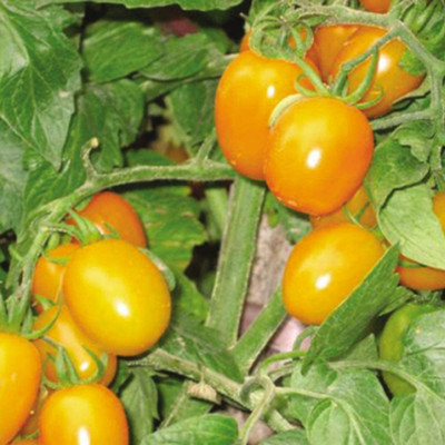 CYBEXIS Organic Yellow Pear Tomato Seeds2000 Seeds Seed(2000 per packet)