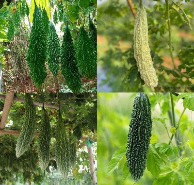 ibains Small bitter gourd seeds beej 24 Seed(24 per packet)
