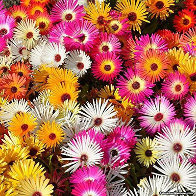 CYBEXIS GREEN Ice Plant Flower F1 Hybrid Seeds Seed(50 per packet)