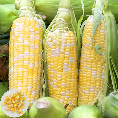 CYBEXIS Organic Sweet Corn Seeds 2000 Seeds Seed(2000 per packet)