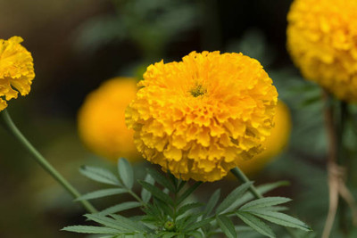 ZIFR marigold,gende ka phool Seed(40 per packet)