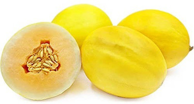 CYBEXIS XLR-40 - Musk Melon Golden (Orange Flesh) - (1350 Seeds) Seed(1350 per packet)