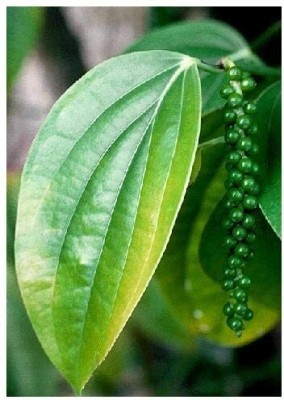 CYBEXIS Black Pepper (Piper nigrum)2400 Seeds Seed(2400 per packet)