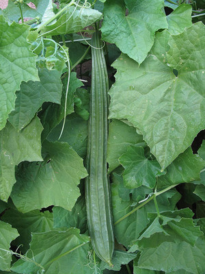WILLVINE XLR-260 Tori / Ridge Gourd Seed Seed(50 per packet)