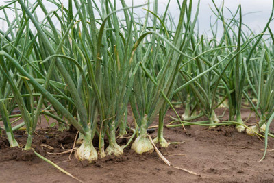 CYBEXIS NBIR-93 - White Sweet Spanish Onion - (4500 Seeds) Seed(4500 per packet)