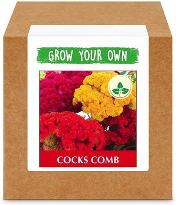 CYBEXIS Cocks Comb400 Seeds Seed(400 per packet)