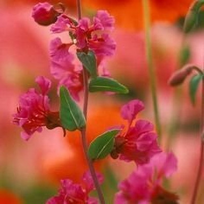 Aywal Clarkia Elegance Double mixed flower Seed(100 per packet)