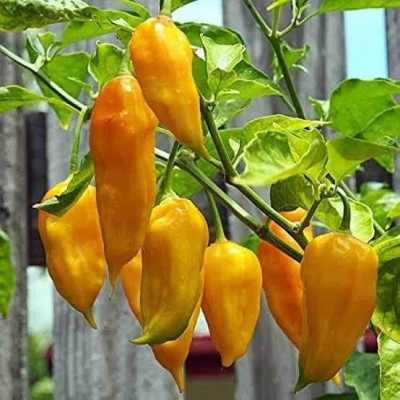 Greenfall Hungarian Yellow Wax Chilli Seeds, Pack of 30 for Home Growing Seed(30 per packet)