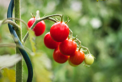 SHREE BALA JI VENTURES tomato Seed(145 per packet)