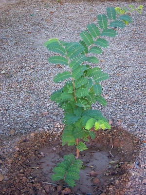 WILLVINE Certified Germination Tamarind, imli or Tamarindus indica Tree -[25 Seeds] Seed(25 per packet)