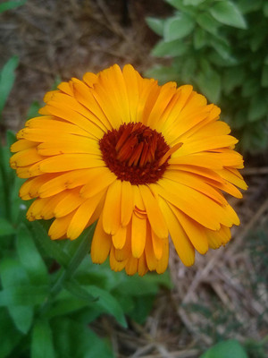 Lippy Classic Calendula Seed(70 per packet)