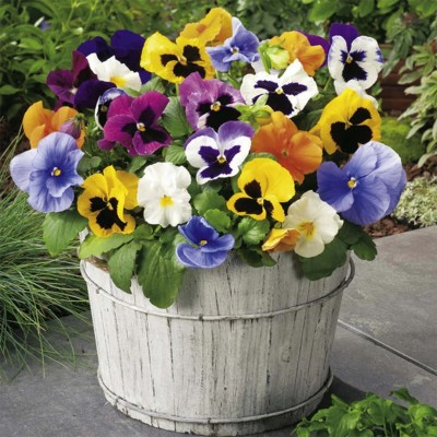 OGIVA Pansy Giant Swiss Mixed Mix Colour Flower Seed(500 per packet)