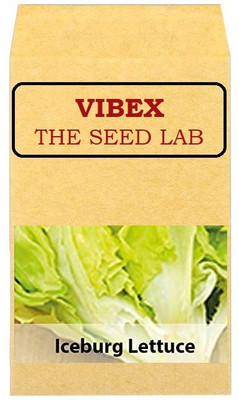 CYBEXIS Iceberg Lettuce Hybrid Seed Seed(2000 per packet)