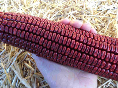 WILLVINE PUAS -X BLOODY BUTCHER CORN SEED-[500g] Seed(2000 per packet)