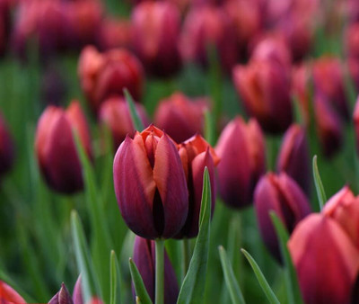 GISLENUS tulip Seed(4 per packet)