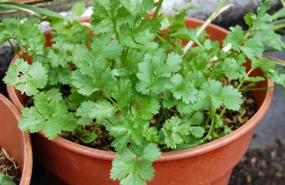 Quentova Coriander Dhaniya Seed(250 per packet)