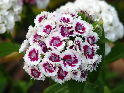 MOONQULTY Sweet William Mixed Colour flower seed Seed(43 per packet)