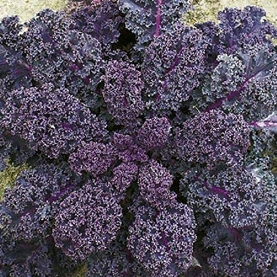 CYBEXIS Borecole 'Scarlet' (Kale) Seeds2000 Seeds Seed(2000 per packet)