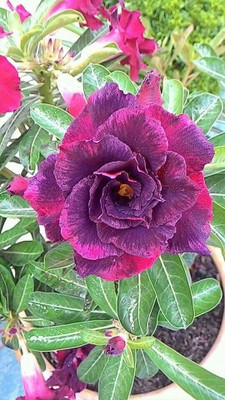 CRGO ADENIUM Seed(55 per packet)