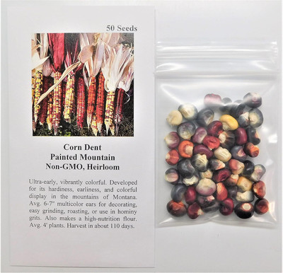 WILLVINE AGRI -X Painted Mountain Dent Corn-[100g] Seed(400 per packet)