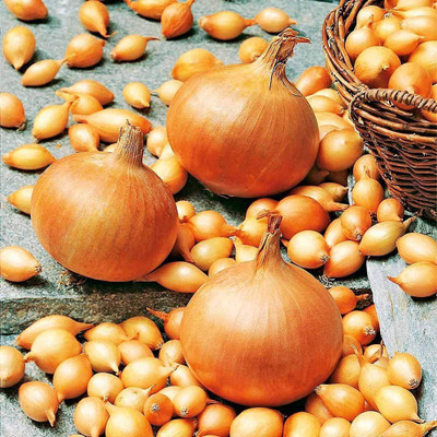 CYBEXIS Hybrid Onion Seeds 4000 Seeds Seed(4000 per packet)