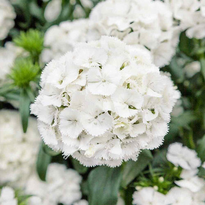 Epazo Sweet William Flower Seed(20 per packet)