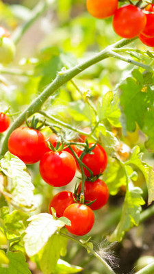 Patta gobi tomato Seed(55 per packet)