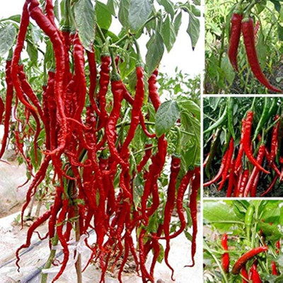 ibains Big chilli seeds Seed(370 per packet)