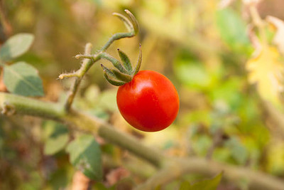 seedargo tomato Seed(150 per packet)