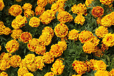 Persol marigold/gende ka phool flower seeds Seed(75 per packet)