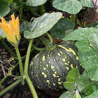 CRGO DIOART-ERW-™Pumpkin F1 Hybrid Seeds-20 SEEDS-PS263 Seed(20 per packet)