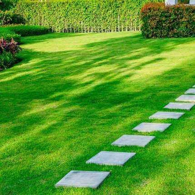 seedkart lawn grass seeds for small garden Seed(7500 per packet)