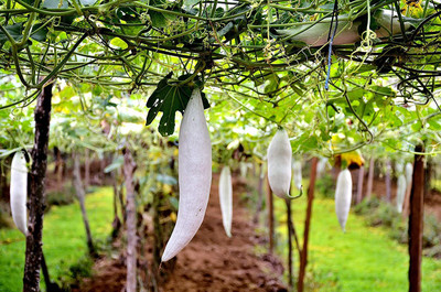 WILLVINE High Yield Snake Gourd F1 Seeds[500 Gms, 2500 Seeds] Seed(2500 per packet)